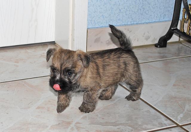 Fynn als Welpe 049.jpg